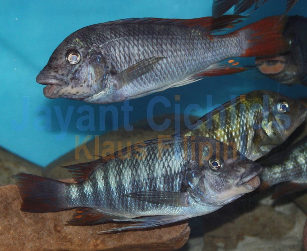 jayant cichlids klaus filipini tanganjika buntbarsch cichlide Petrochromis famula Ubwari 006