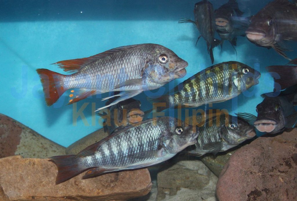 jayant cichlids klaus filipini tanganjika buntbarsch cichlide Petrochromis famula Ubwari 007