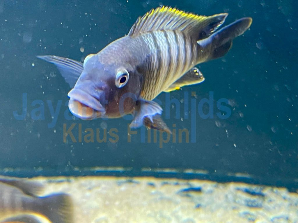 jayant cichlids klaus filipini tanganjika buntbarsch cichlide Petrochromis famula mbita WF 04