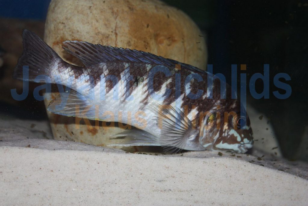 jayant cichlids klaus filipini tanganjika buntbarsch cichlide Petrochromis orthognathus Ikolai 001