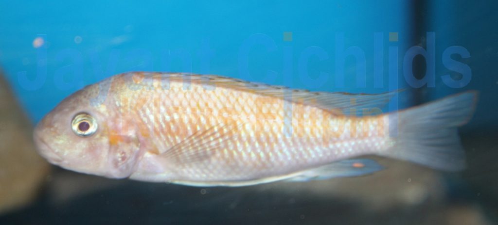 jayant cichlids klaus filipini tanganjika buntbarsch cichlide Petrochromis sp. Kasumbe Halembe 002