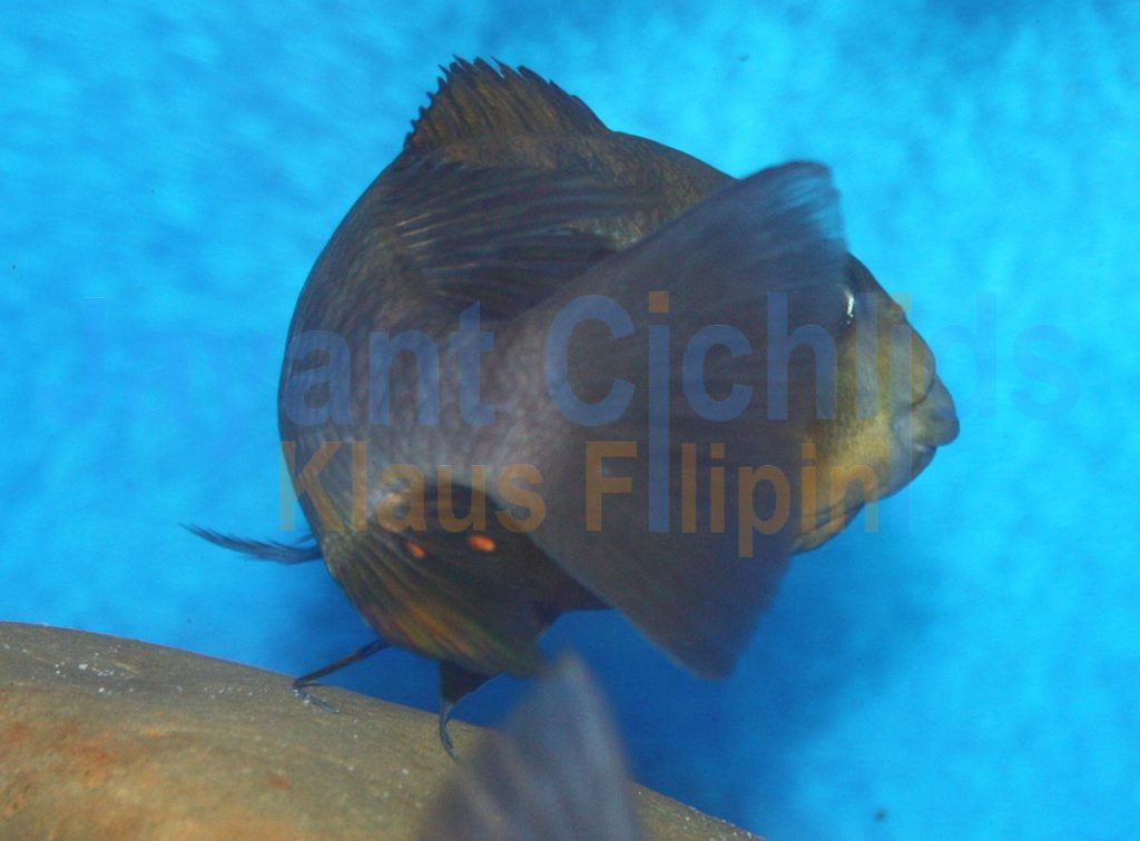 jayant cichlids klaus filipini tanganjika buntbarsch cichlide Petrochromis sp. Kasumbe Kigomae 001