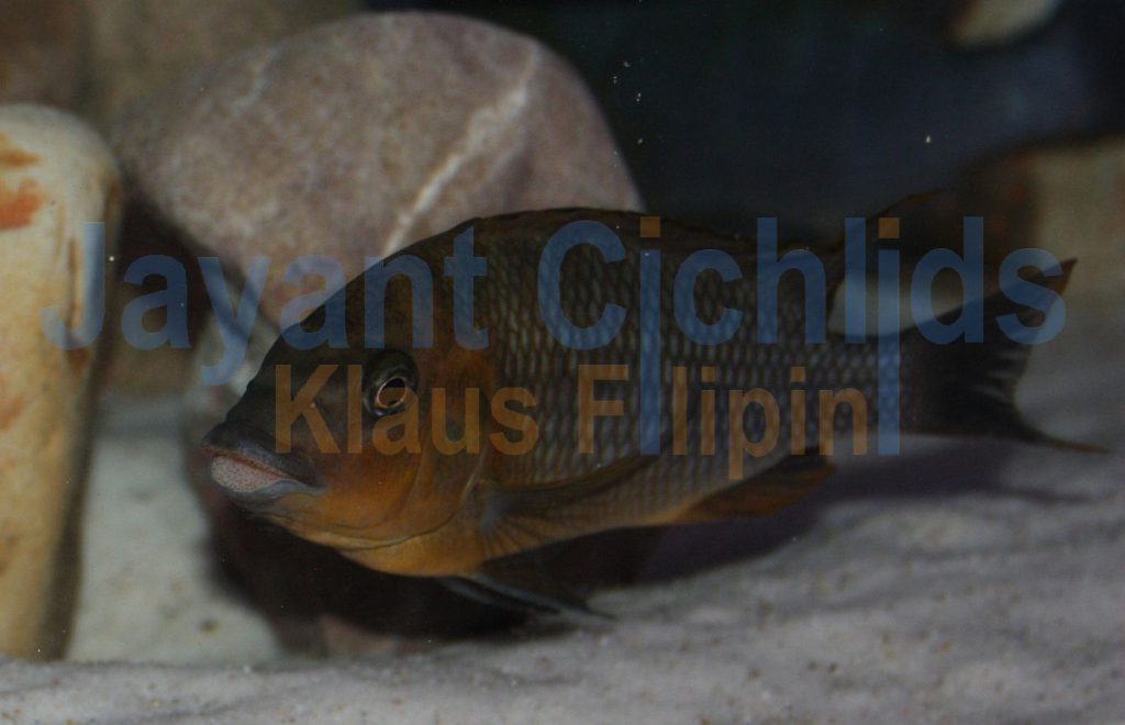 jayant cichlids klaus filipini tanganjika buntbarsch cichlide Petrochromis sp. red Bulu Point 002