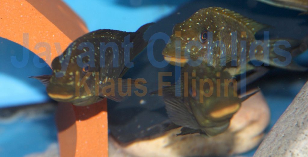 jayant cichlids klaus filipini tanganjika buntbarsch cichlide Petrochromis trewavasae 002