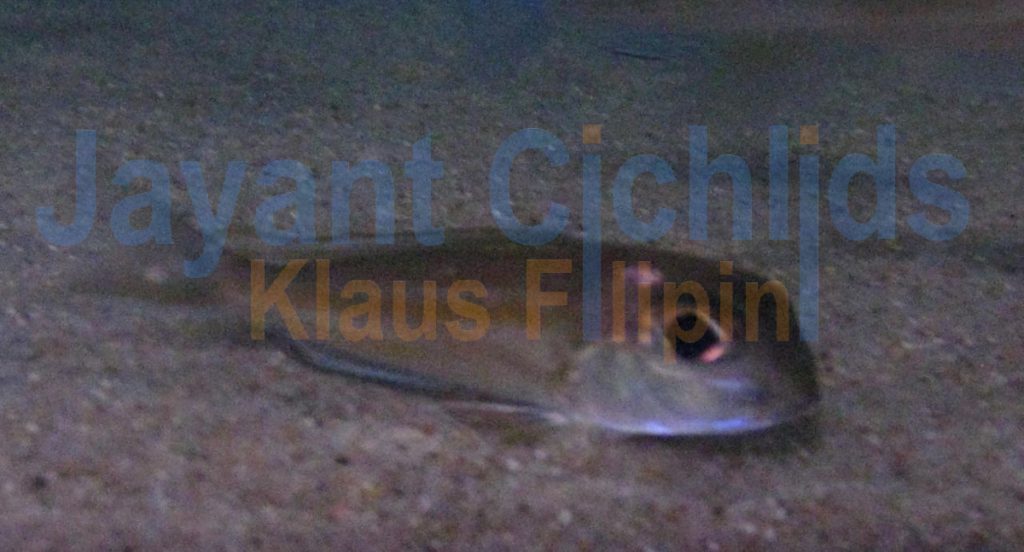 jayant cichlids klaus filipini tanganjika buntbarsch cichlide Xenotilapia ornatipinnis Moliro 005