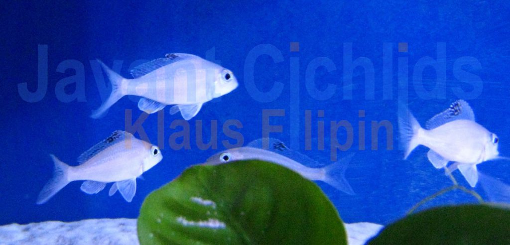 jayant cichlids klaus filipini tanganjika buntbarsch cichlide Xenotilapia spilopterus Katoto 001