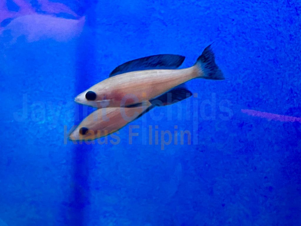 jayant cichlids klaus filipini tanganjika buntbarsch cichlide cyprichromis leptosoma speckleback black line Moba 01
