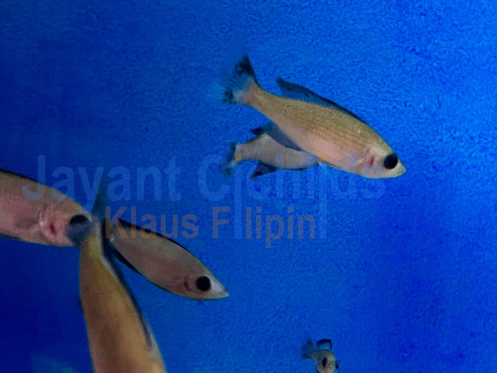 jayant cichlids klaus filipini tanganjika buntbarsch cichlide cyprichromis leptosoma speckleback black line Moba 02