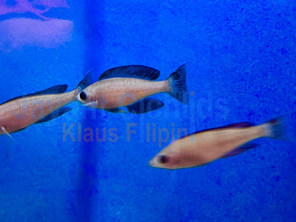jayant cichlids klaus filipini tanganjika buntbarsch cichlide cyprichromis leptosoma speckleback black line Moba 07