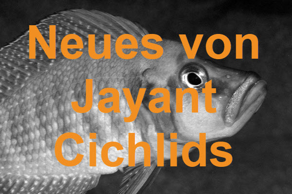 Neues von Jayant Cichlids
