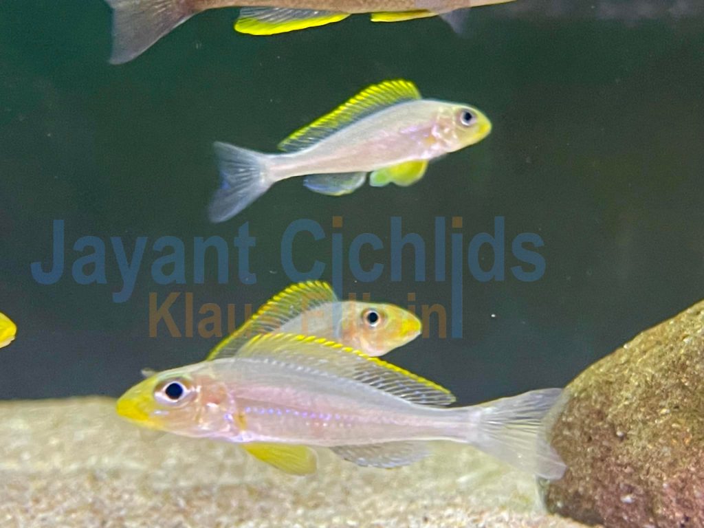 jayant cichlids klaus filipini tanganjika buntbarsch cichlide xenotilapia papilio chituta WF 07