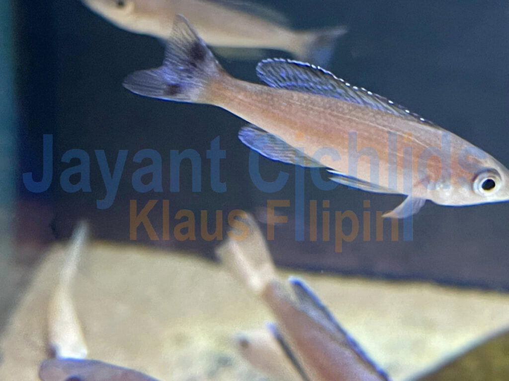 jayant cichlids yprichromis Leptosoma raimbow cap Tembwe 04
