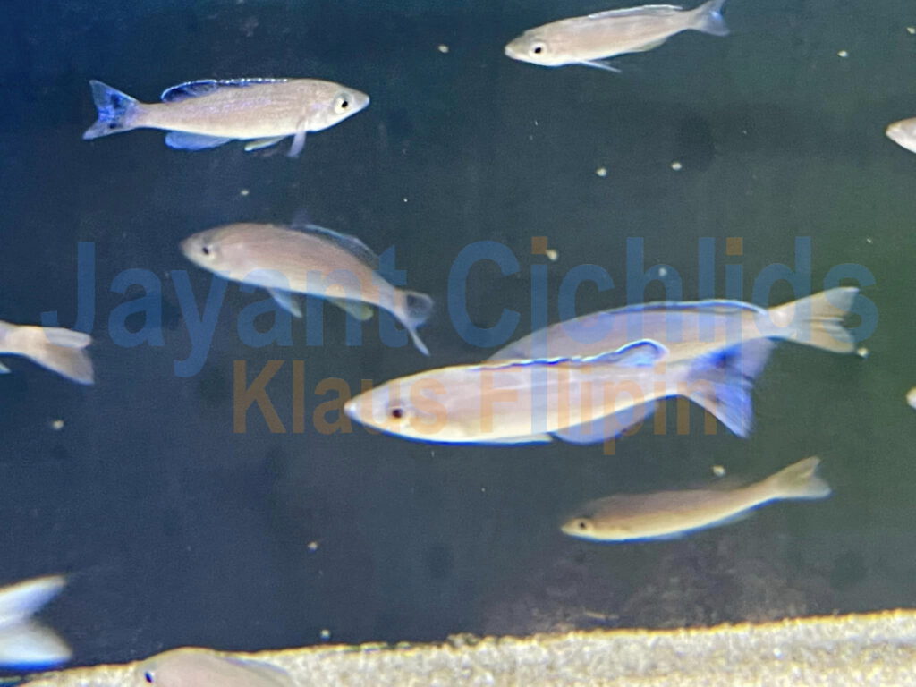 jayant cichlids yprichromis Leptosoma raimbow cap Tembwe 06