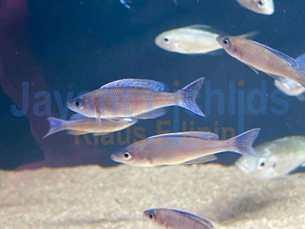 jayant cichlids klaus filipini tanganjika buntbarsch cichlide Cyprichromis leptosoma Blue Flasch chituta 001