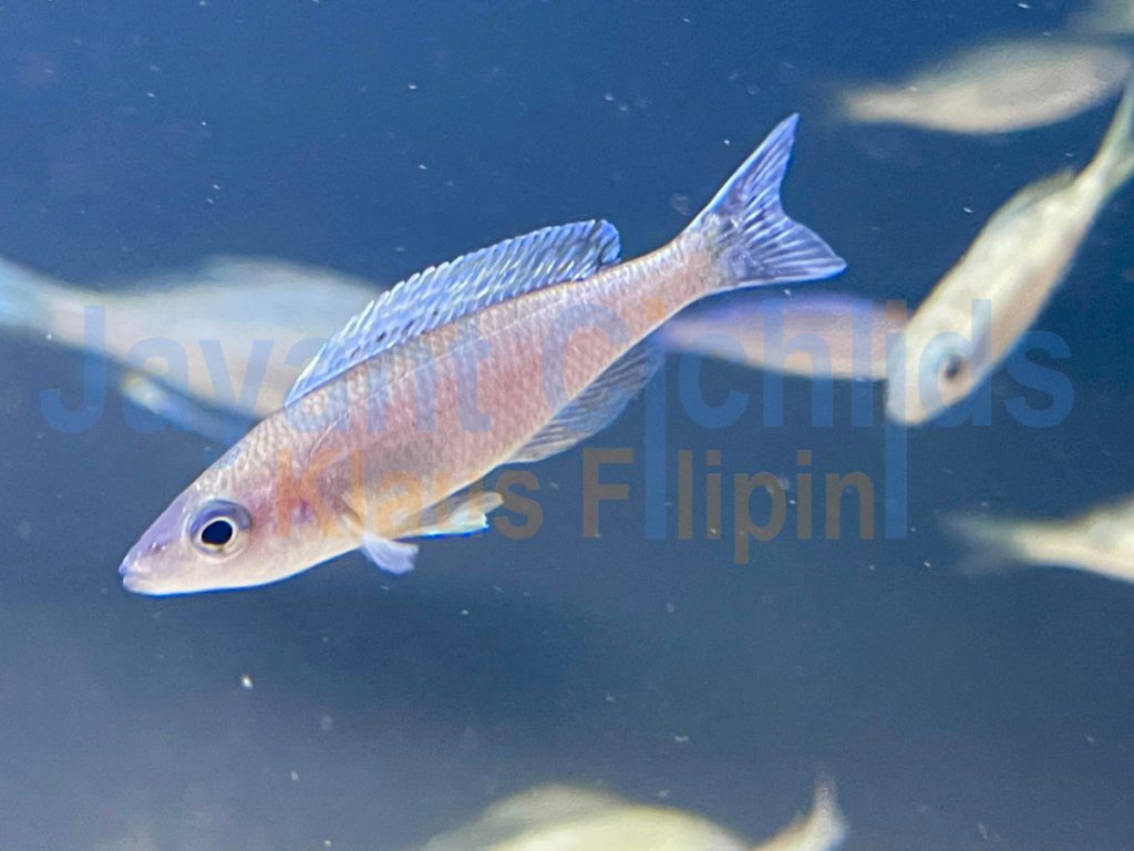 jayant cichlids klaus filipini tanganjika buntbarsch cichlide Cyprichromis leptosoma Blue Flasch chituta 002