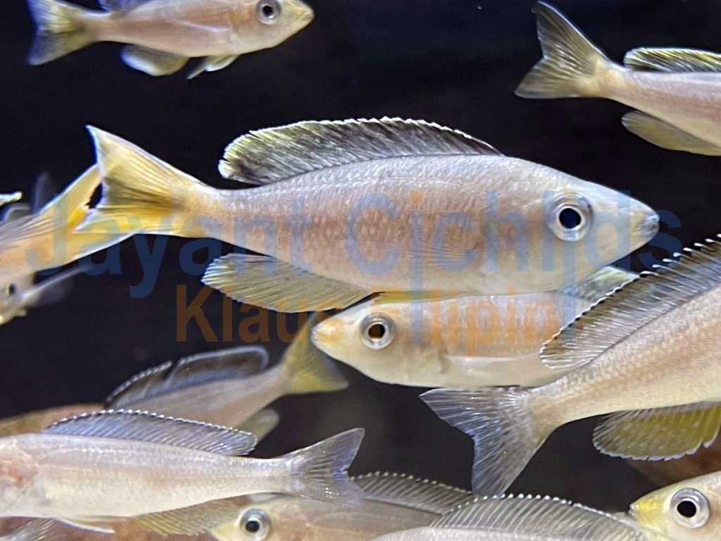 jayant cichlids klaus filipini tanganjika buntbarsch cichlide Jayant Cichlids Cyprichromis leptosoma kabogo 002