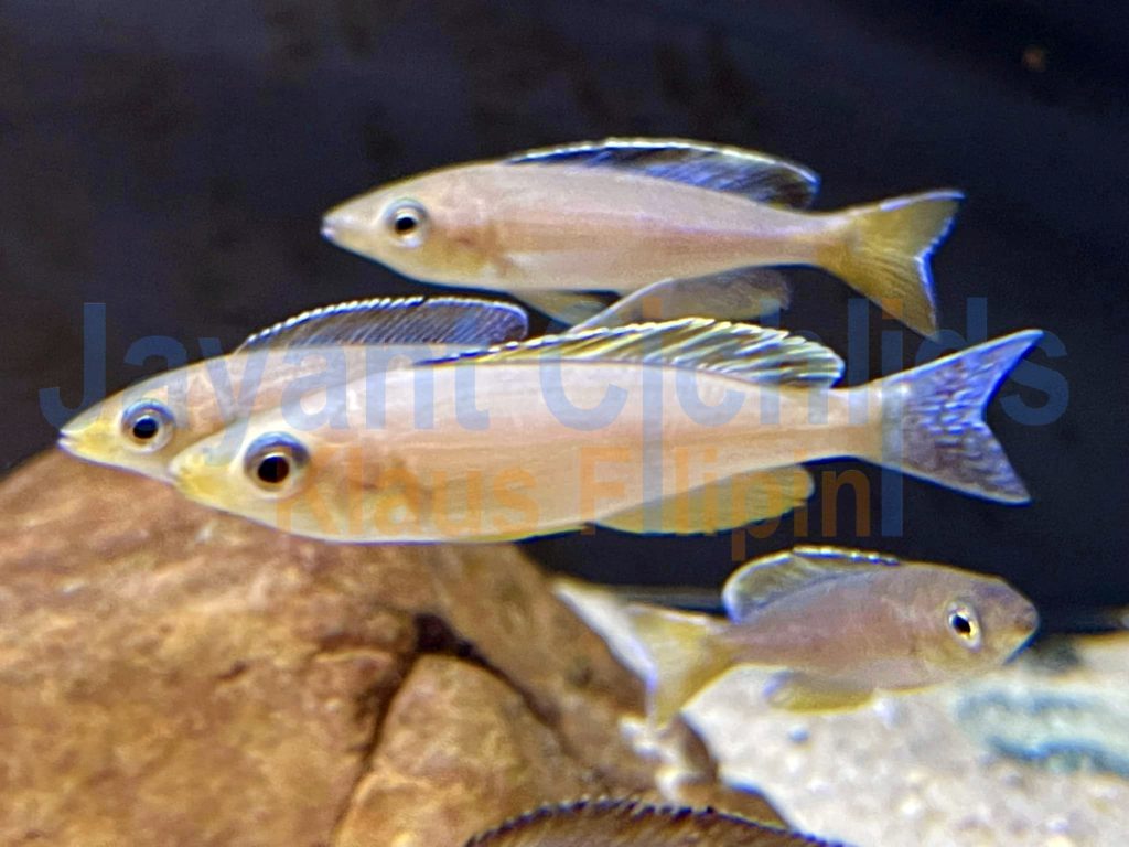 jayant cichlids klaus filipini tanganjika buntbarsch cichlide Jayant Cichlids Cyprichromis leptosoma kabogo 009