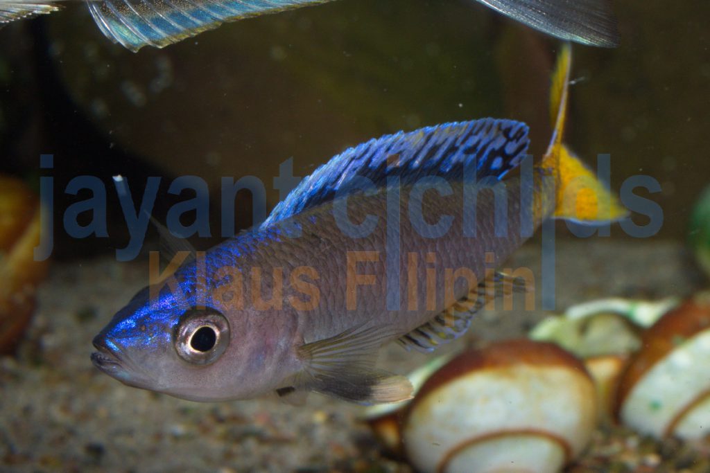 jayant cichlids klaus filipini tanganjika buntbarsch cichlide cyprichromis leptosoma mpulungu blue neon 02