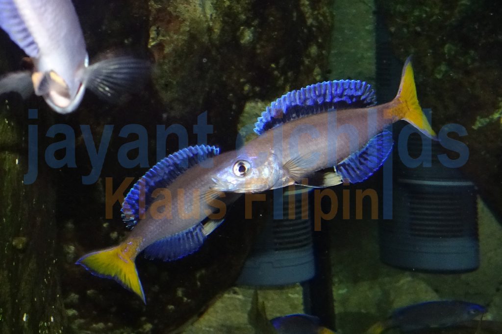 jayant cichlids klaus filipini tanganjika buntbarsch cichlide cyprichromis leptosoma mpulungu blue neon 03