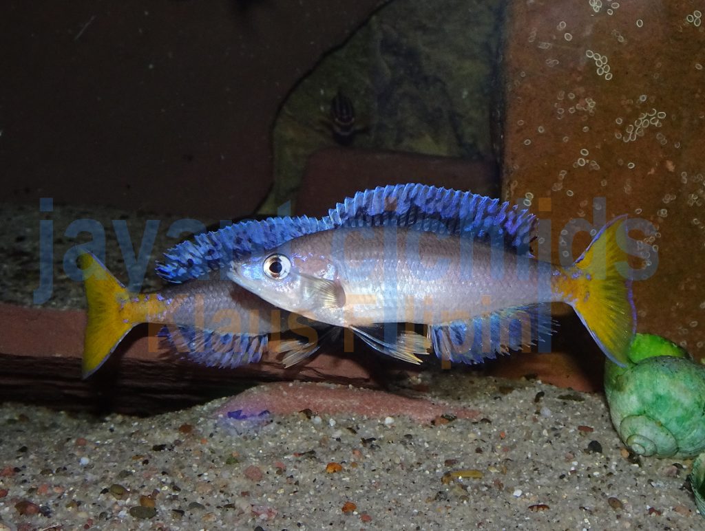 jayant cichlids klaus filipini tanganjika buntbarsch cichlide cyprichromis leptosoma mpulungu blue neon 06