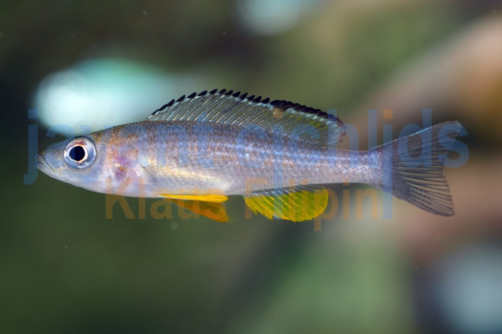Paracyprichromis brieni rumonge jayant cichlids klaus filipini tanganjika buntbarsch cichlide 06