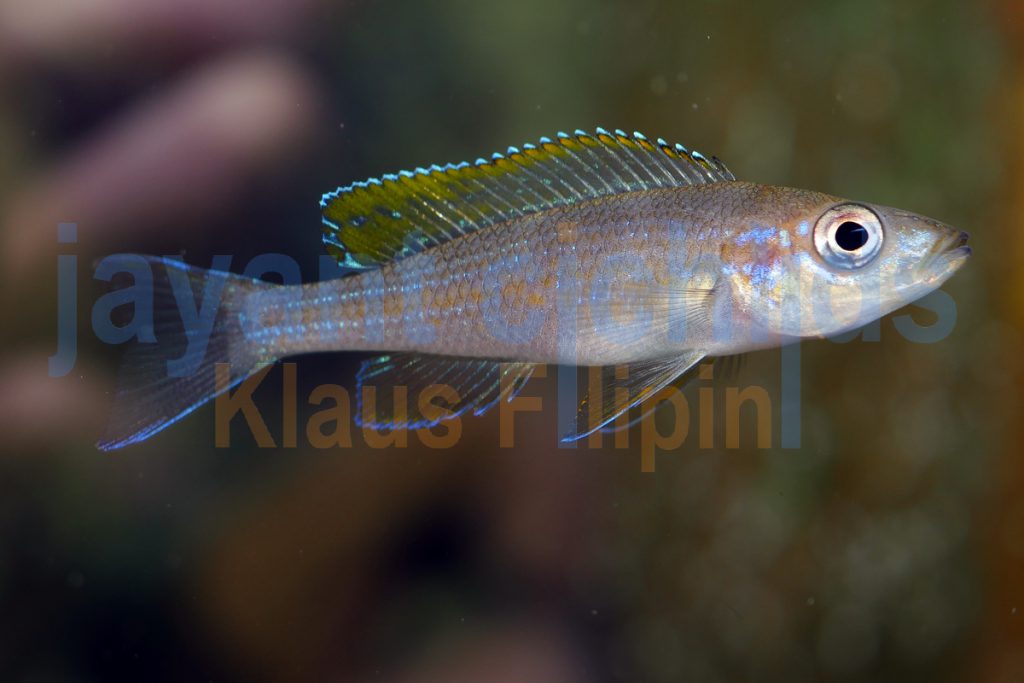Paracyprichromis brieni rumonge jayant cichlids klaus filipini tanganjika buntbarsch cichlide 09