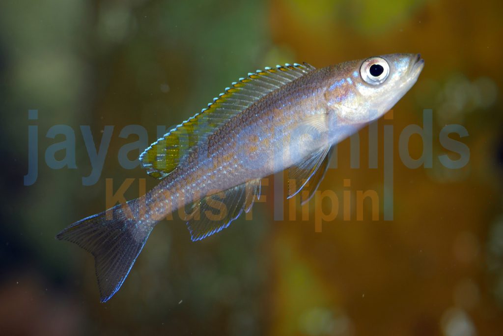 Paracyprichromis brieni rumonge jayant cichlids klaus filipini tanganjika buntbarsch cichlide 10