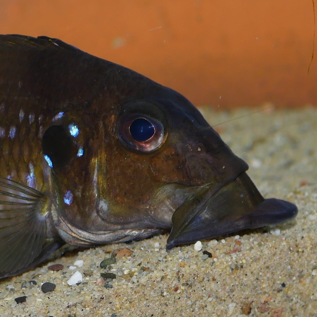 gnathochromis permaxillaris pierdzig 2023 07 26 21 05 49