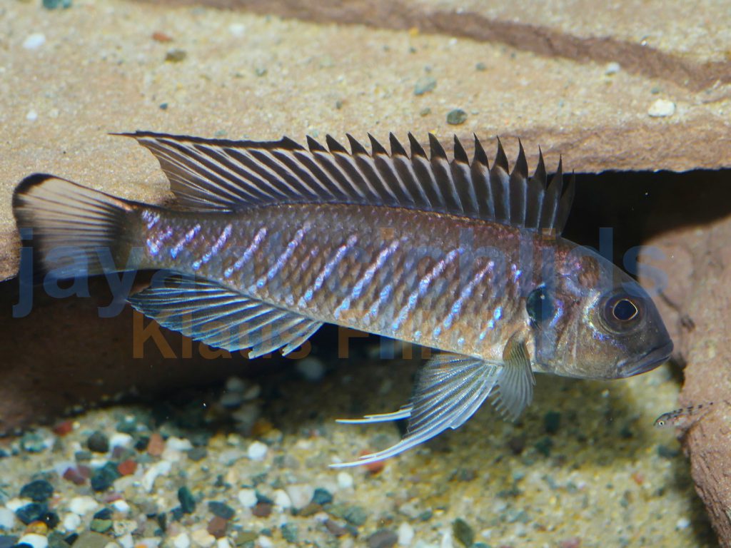 jayant cichlids klaus filipini tanganjika buntbarsch cichlide triglachromis otostigma 08