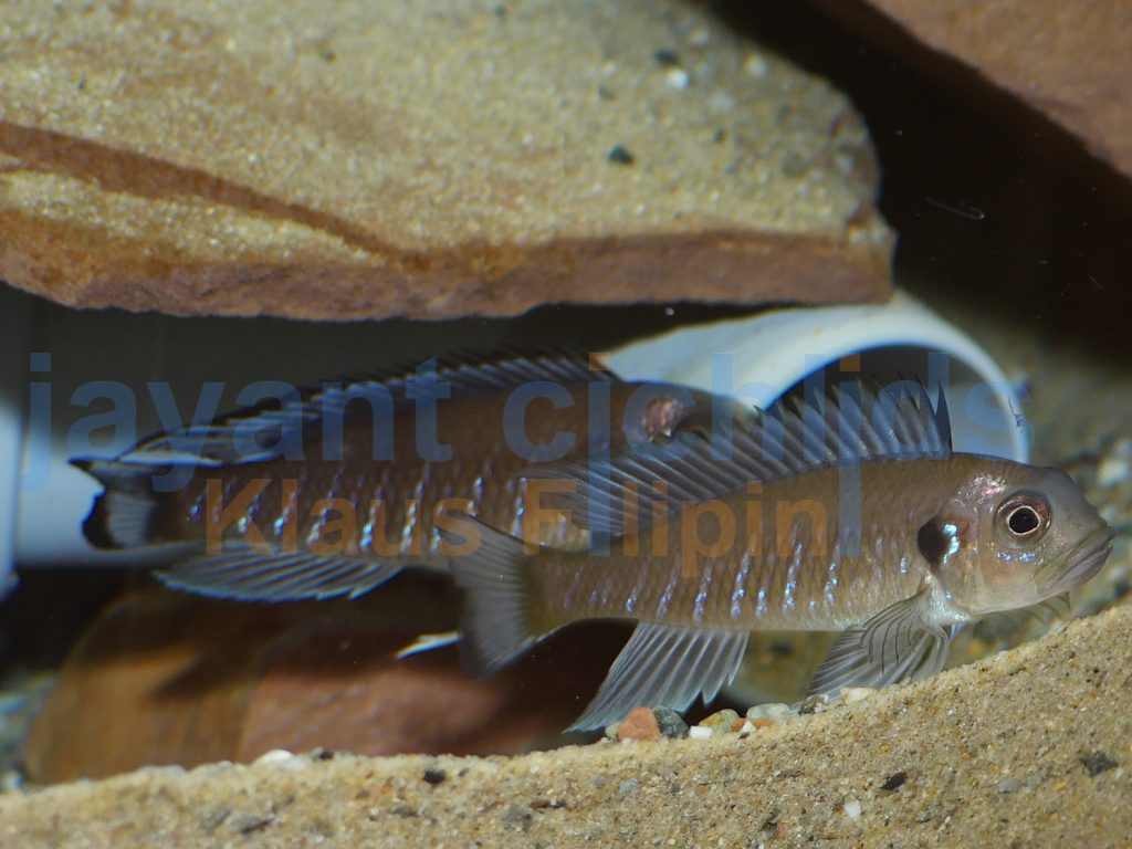 jayant cichlids klaus filipini tanganjika buntbarsch cichlide triglachromis otostigma 09