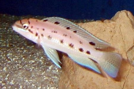 Chalinochromis