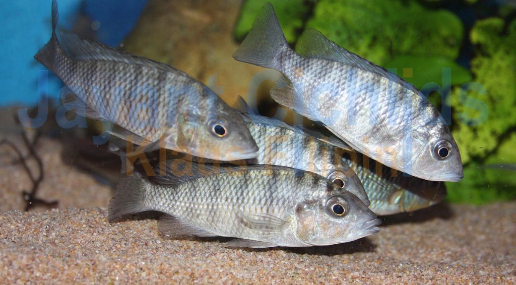 Jabarichromis pfefferi 6