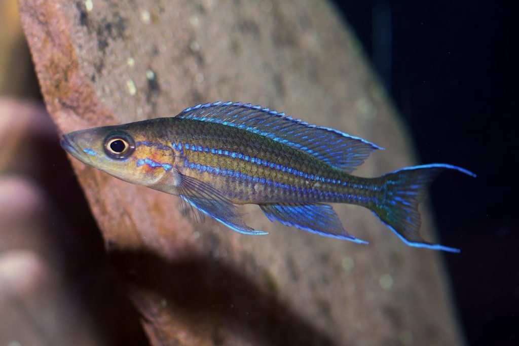 Paracyprichromis nigripinnis Kantalamba pierdzig 2024 02 06 21 40 53 25