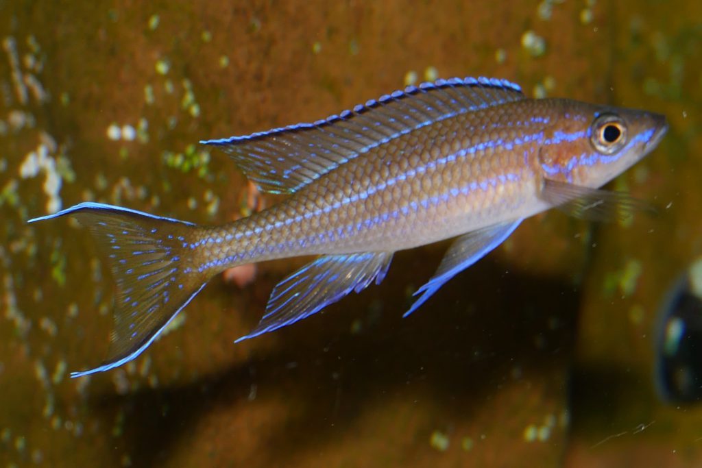 Paracyprichromis nigripinnis Mvuna pierdzig 2023 09 09 20 29 32 05