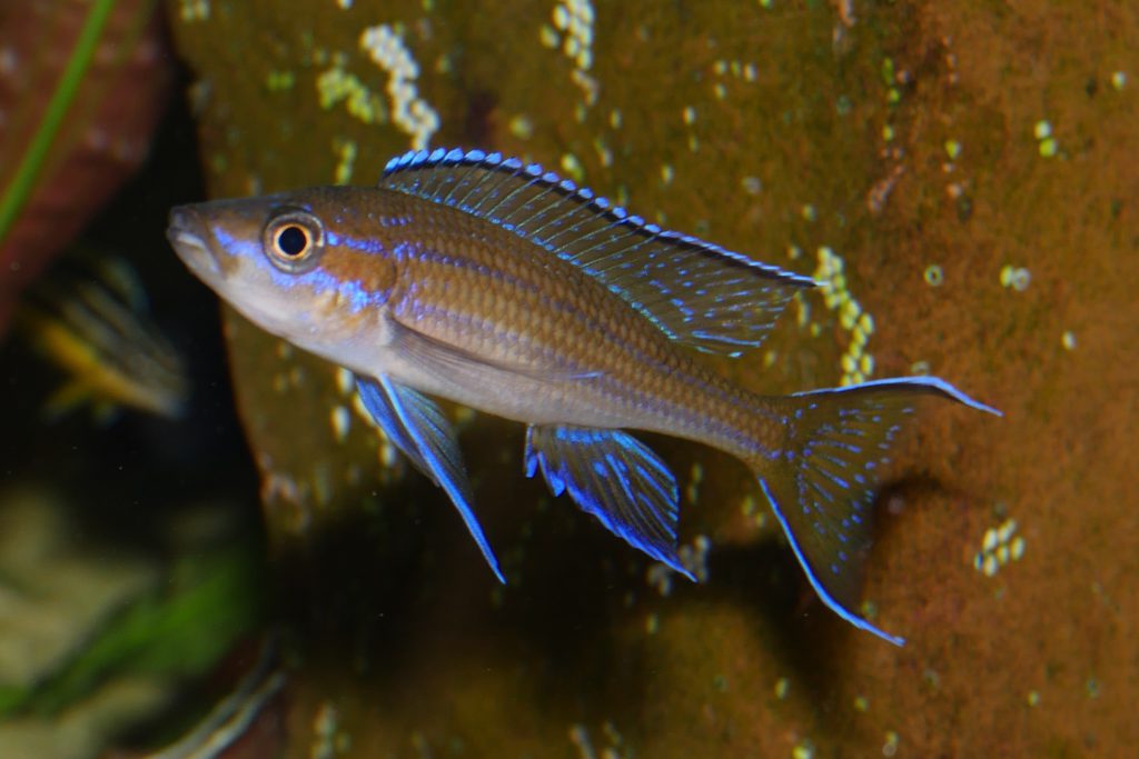 Paracyprichromis nigripinnis Mvuna pierdzig 2023 09 09 20 30 00 06