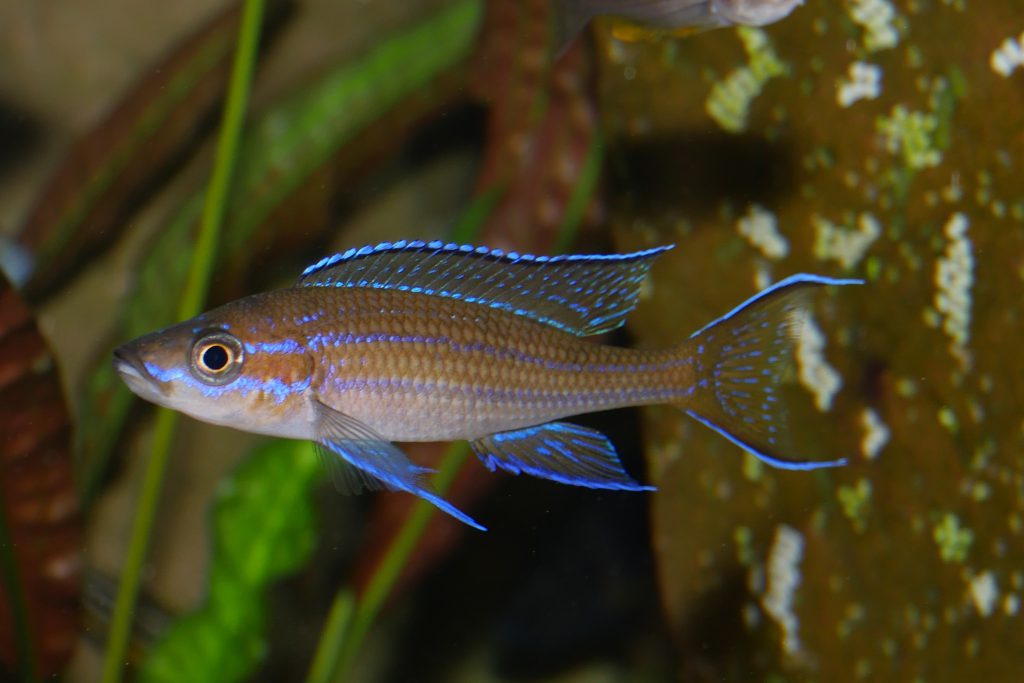 Paracyprichromis nigripinnis Mvuna pierdzig 2023 09 09 20 30 10 08