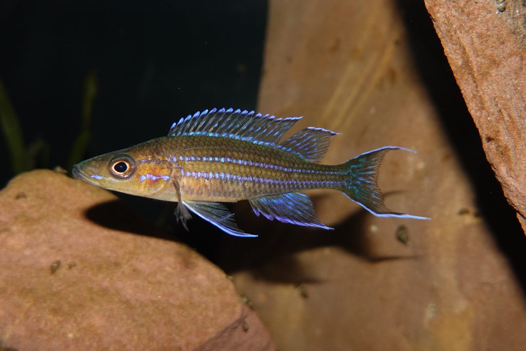 Paracyprichromis nigripinnis kantalamba pierdzig 2024 02 08 21 47 16