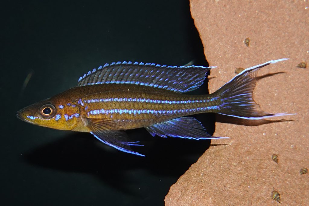 Paracyprichromis nigripinnis kantalamba pierdzig 2024 02 08 21 48 33