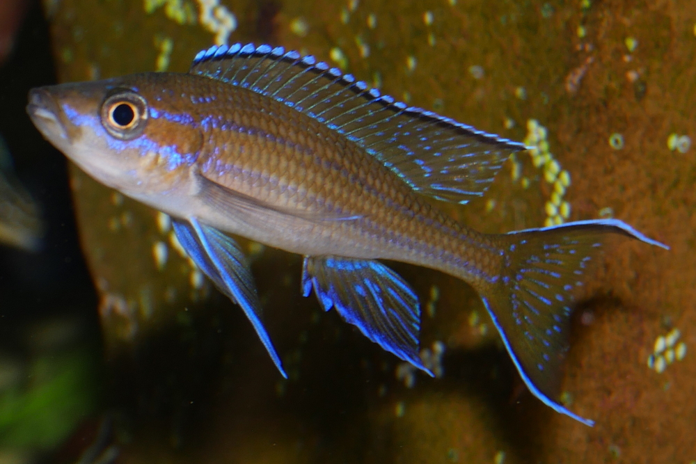 Paracyprichromis