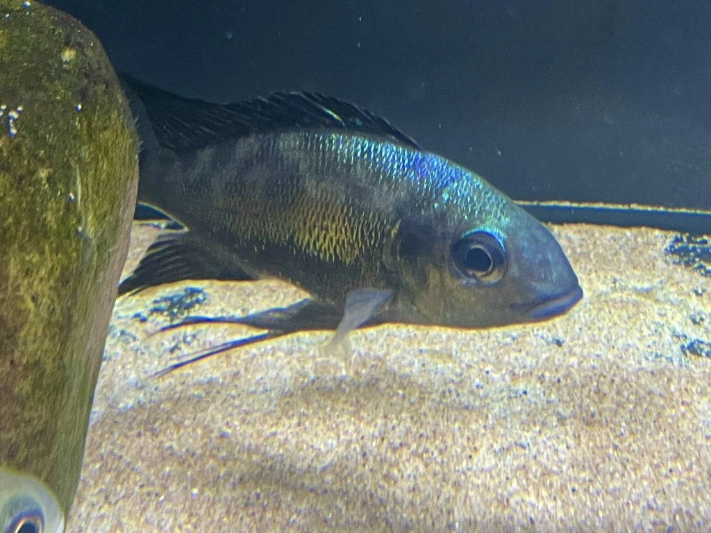 fm3