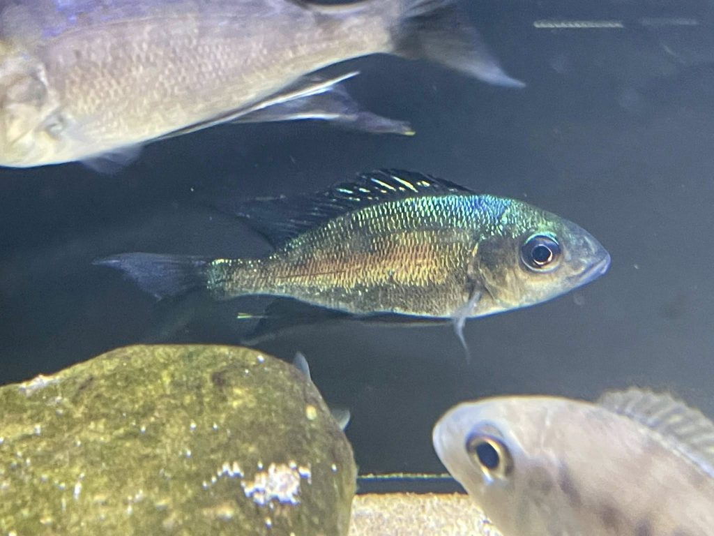 fm6