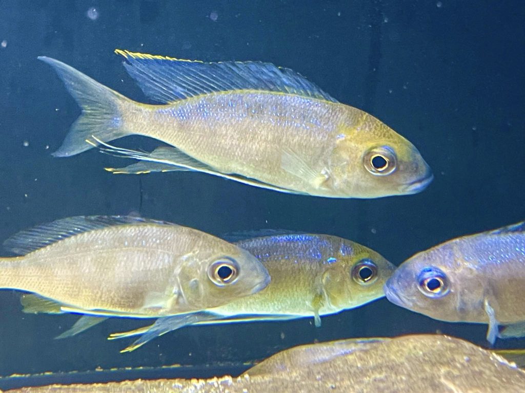 furcifer mahale 1