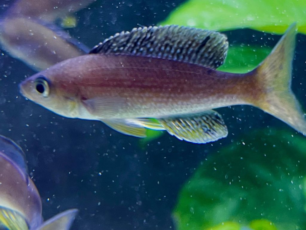 Cyprichromis sp 'leptosoma jumbo' Mahale 01