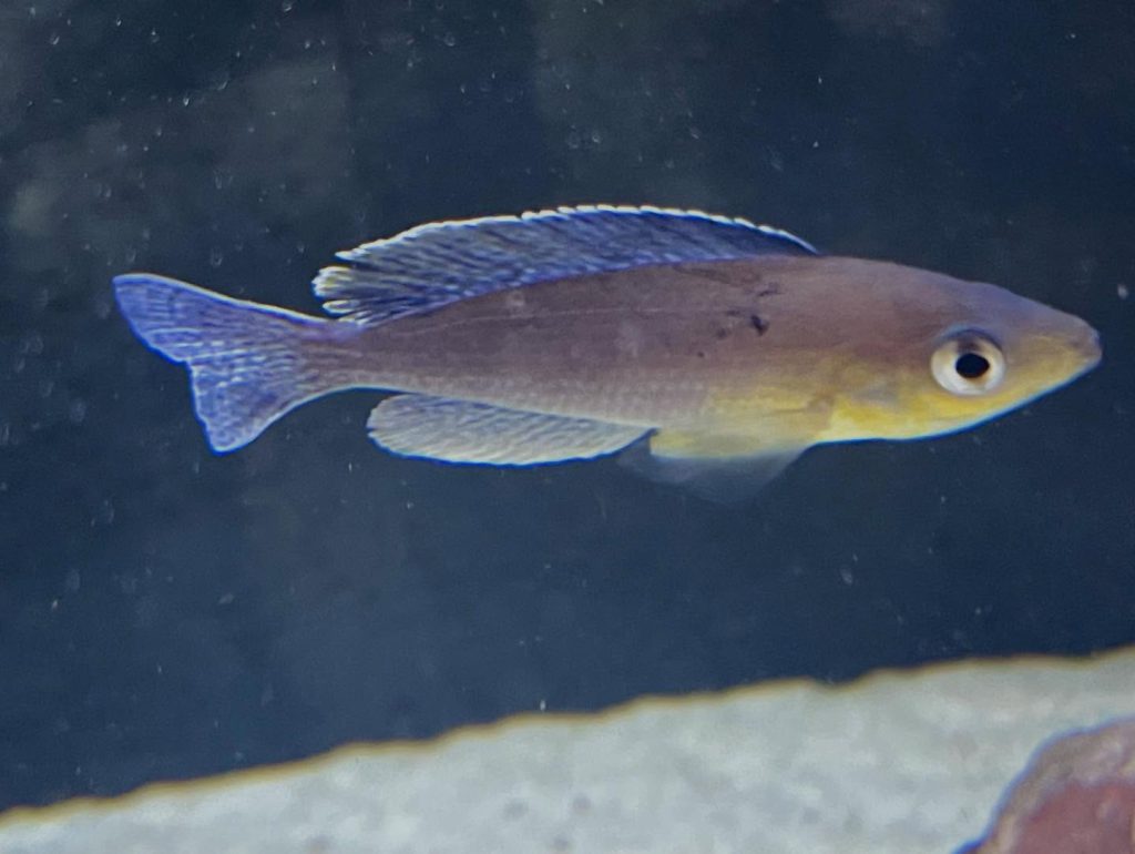 Cyprichromis sp 'leptosoma jumbo' Mahale 02