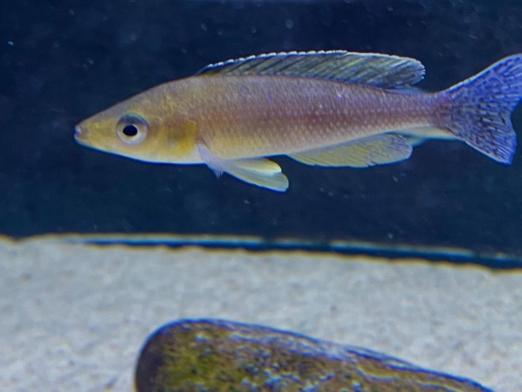 Cyprichromis sp 'leptosoma jumbo' Mahale 03