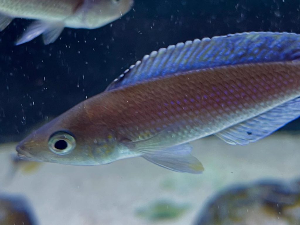 Cyprichromis sp 'leptosoma jumbo' Mahale 05
