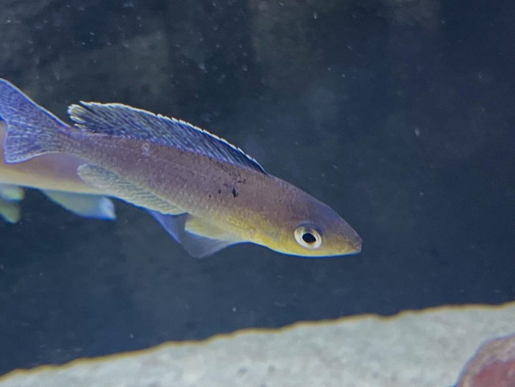 Cyprichromis sp 'leptosoma jumbo' Mahale 06