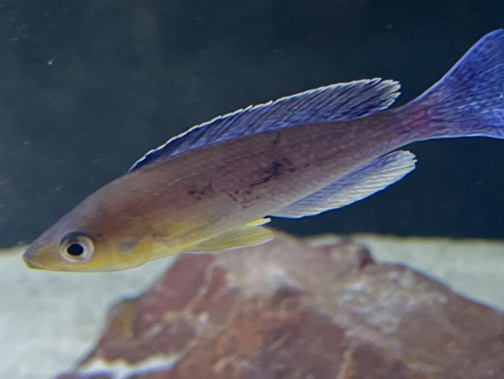 Cyprichromis sp 'leptosoma jumbo' Mahale 07