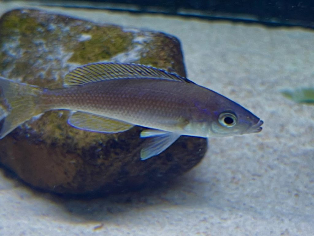 Cyprichromis sp 'leptosoma jumbo' Mahale 08