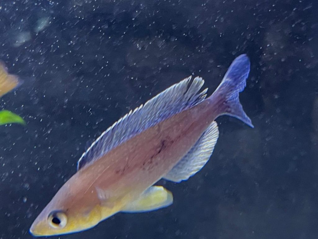 Cyprichromis sp 'leptosoma jumbo' Mahale 09